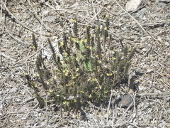 Tetramerium