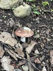 Russula
