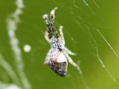 Uloborus