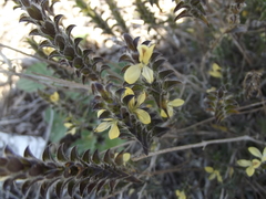 Tetramerium