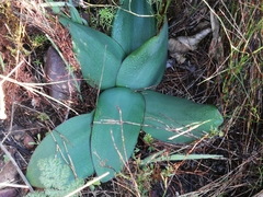 Brunsvigia orientalis