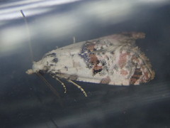 Neocochylis hybridella