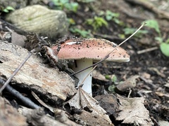 Russula