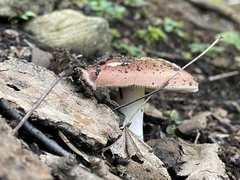 Russula