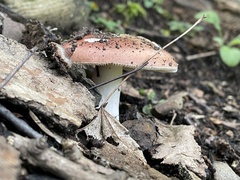Russula