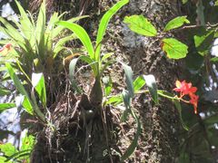 Prosthechea vitellina