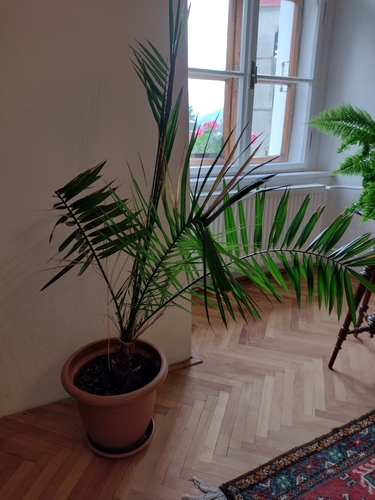 პალმები (Arecaceae)