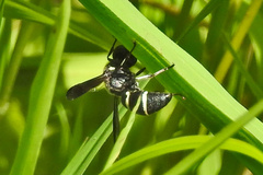 Euodynerus schwarzi
