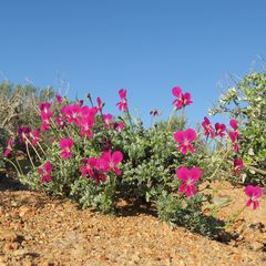 Pelargonium sericifolium