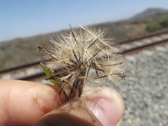 Porophyllum punctatum