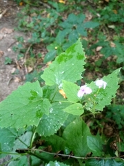 Lunaria rediviva
