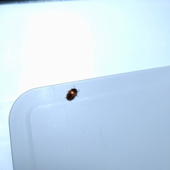 Amblyopus interruptus