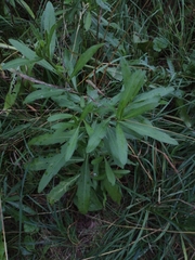 Cirsium arvense