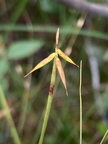 Carex pauciflora Lightf.