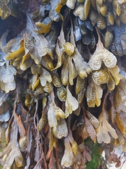 Fucus