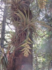 Tillandsia macrochlamys