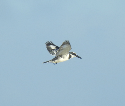 Pied Kingfisher (Ceryle rudis), photo 7