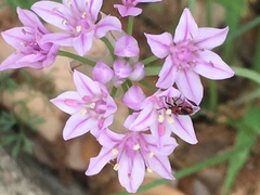 Allium drummondii