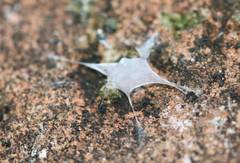 Araneae