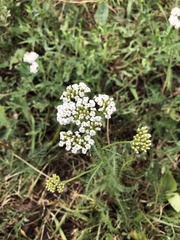 Achillea millefolium