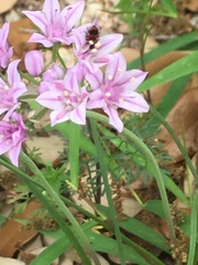 Allium drummondii
