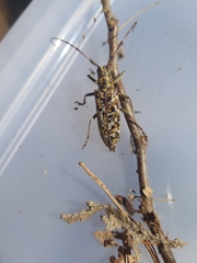 Monochamus marmorator