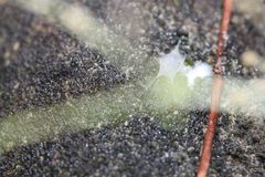Araneae