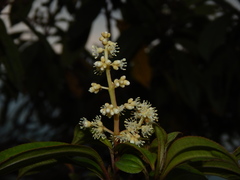 Miconia theizans