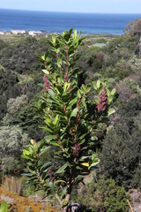 Laurophyllus capensis