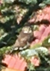 Glaucidium gnoma swarthi