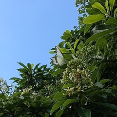 Appias lyncida eleonora