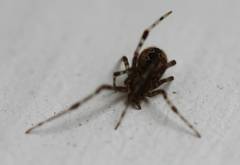 Araneoidea