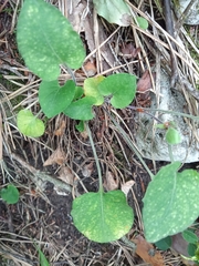 Viola rupestris