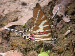 Graphium aristeus