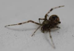 Araneoidea