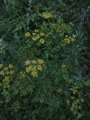 Pastinaca sativa