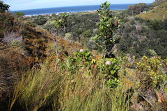 Laurophyllus capensis