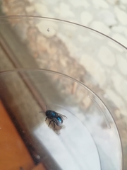 Osmia ribifloris ribifloris