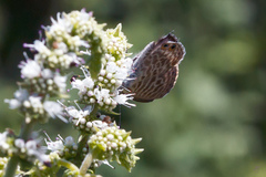 Leptotes pirithous