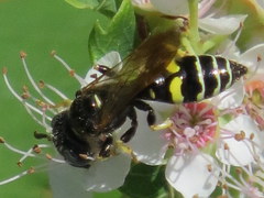 Philanthus bilunatus