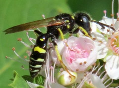 Philanthus bilunatus