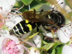 Philanthus bilunatus