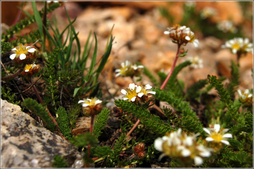 Utah mousetail (Ivesia utahensis)