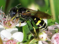 Philanthus bilunatus
