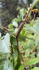 Hemileuca eglanterina