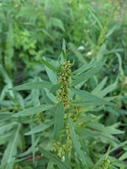 Rumex palustris