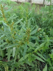 Rumex palustris