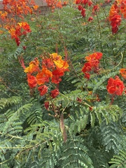 Caesalpinia pulcherrima