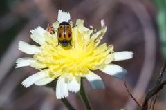Cryptocephalus rugicollis