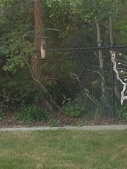 Passer domesticus domesticus